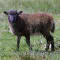 Article - Photo Gallery - Dark Boreray ewe lamb